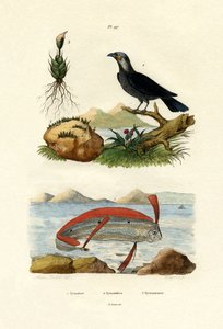 リボンフィッシュ、1833-39 作： French School